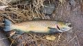 Nice Female Brown